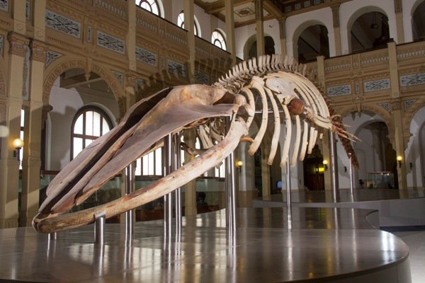 Afiche del evento "Taller: Dinosaurios, más allá de la extinción"