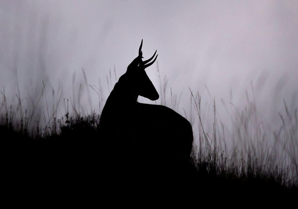 Afiche del evento "Exposición de fotografías: "Huemul" de Francisco Espíldora"