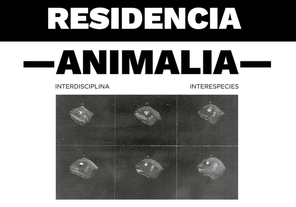 Afiche del evento "CONVOCATORIA ABIERTA — ANIMALIA — Interdisciplina/Interespecies 5to ciclo - Residencia Núcleo Lenguaje y Creación"