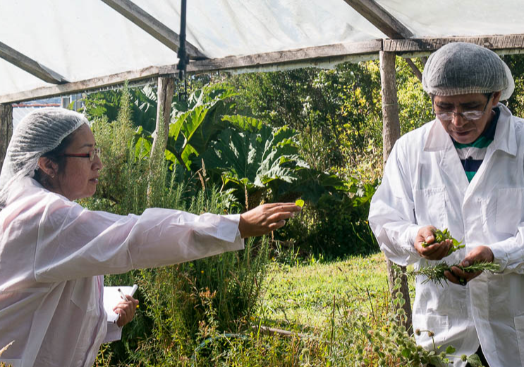 Curso De Producción Sustentable De Hortalizas - Chile Cultura