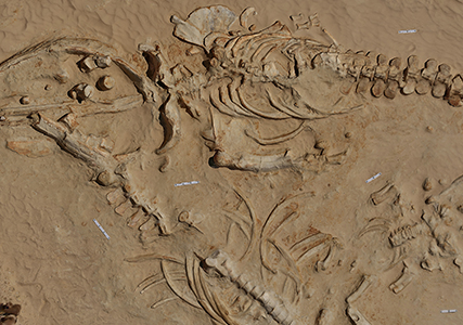 Afiche del evento "Aves gigantes, cocodrilos y perezosos marinos. El imaginario paleontológico de Atacama"