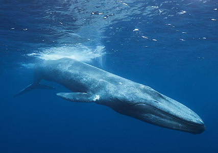Afiche del evento "La vida secreta de las ballenas azules en Chile"