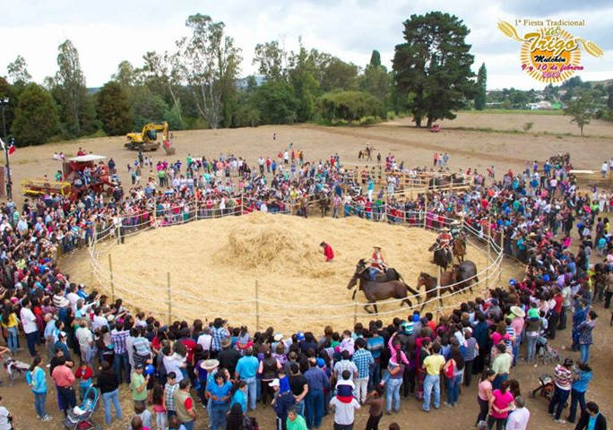 Afiche del evento "8va Fiesta Tradicional del Trigo de Mulchén"